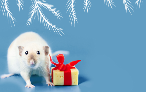 Do mice really love cheese?